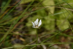 Parnassia fimbriata