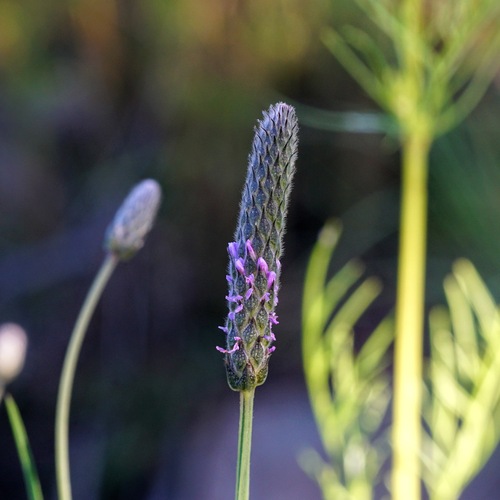 Image of Dalea exigua by (c) Andrew Tree, some rights reserved (CC BY)