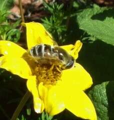 Eristalis stipator