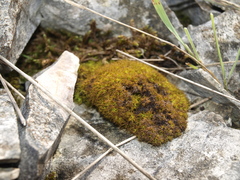 Tortella tortuosa