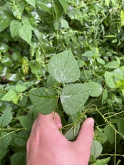 Amphicarpaea bracteata