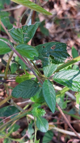 Desmodium incanum image