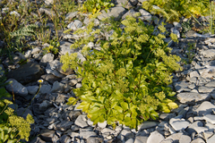 Ligusticum scothicum