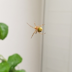 Araniella displicata