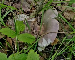 Russula cyanoxantha
