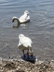 Anser anser domesticus