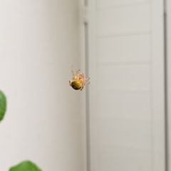 Araniella displicata
