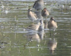 Calidris ferruginea