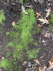 Fissidens taxifolius