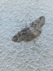 Iridopsis defectaria