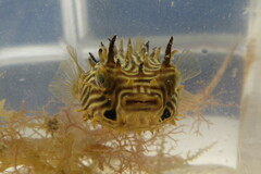 Chilomycterus schoepfii