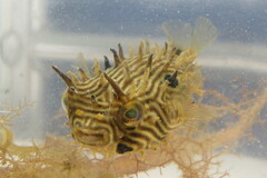 Chilomycterus schoepfii