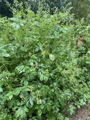 Humulus scandens