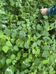 Amphicarpaea bracteata