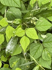 Amphicarpaea bracteata bracteata