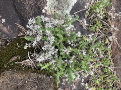 Sedum