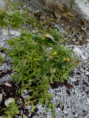 Senecio pseudoarnica