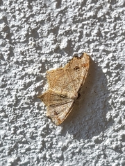 Macaria aemulataria