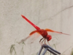 Trithemis kirbyi