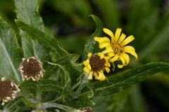 Senecio pseudoarnica