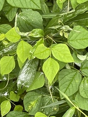 Amphicarpaea bracteata bracteata