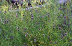 Dalea filiformis