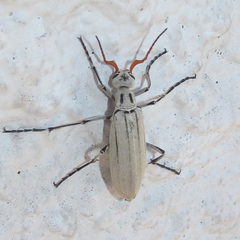 Epicauta albida