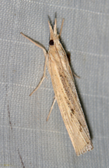 Pediasia trisecta