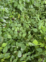 Amphicarpaea bracteata