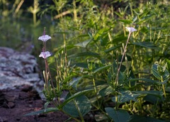 Mirabilis longiflora