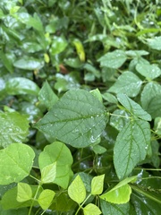 Amphicarpaea bracteata