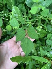 Amphicarpaea bracteata