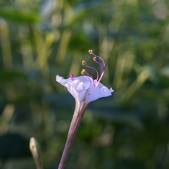 Mirabilis longiflora