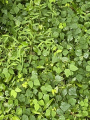 Amphicarpaea bracteata bracteata