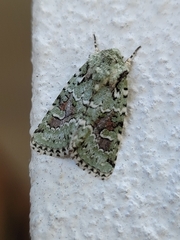 Lacinipolia laudabilis