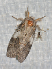 Peridea angulosa