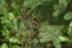 Agrostis