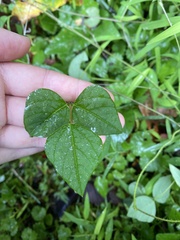Amphicarpaea bracteata