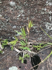 Dichanthelium acuminatum