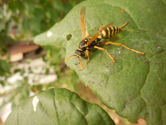 Polistes