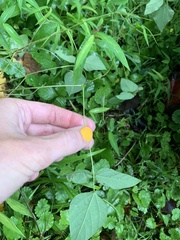 Amphicarpaea bracteata