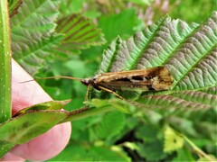 Limnephilus