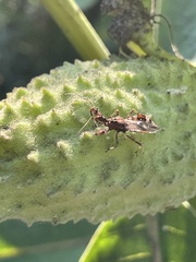 Harpactorini