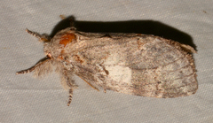 Peridea angulosa