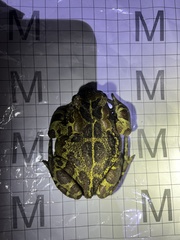Sclerophrys pantherina