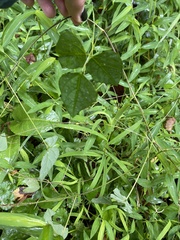 Amphicarpaea bracteata