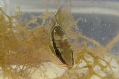 Lutjanus griseus