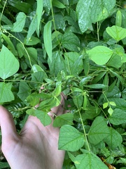 Amphicarpaea bracteata