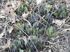 Mertensia virginica