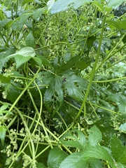 Humulus scandens